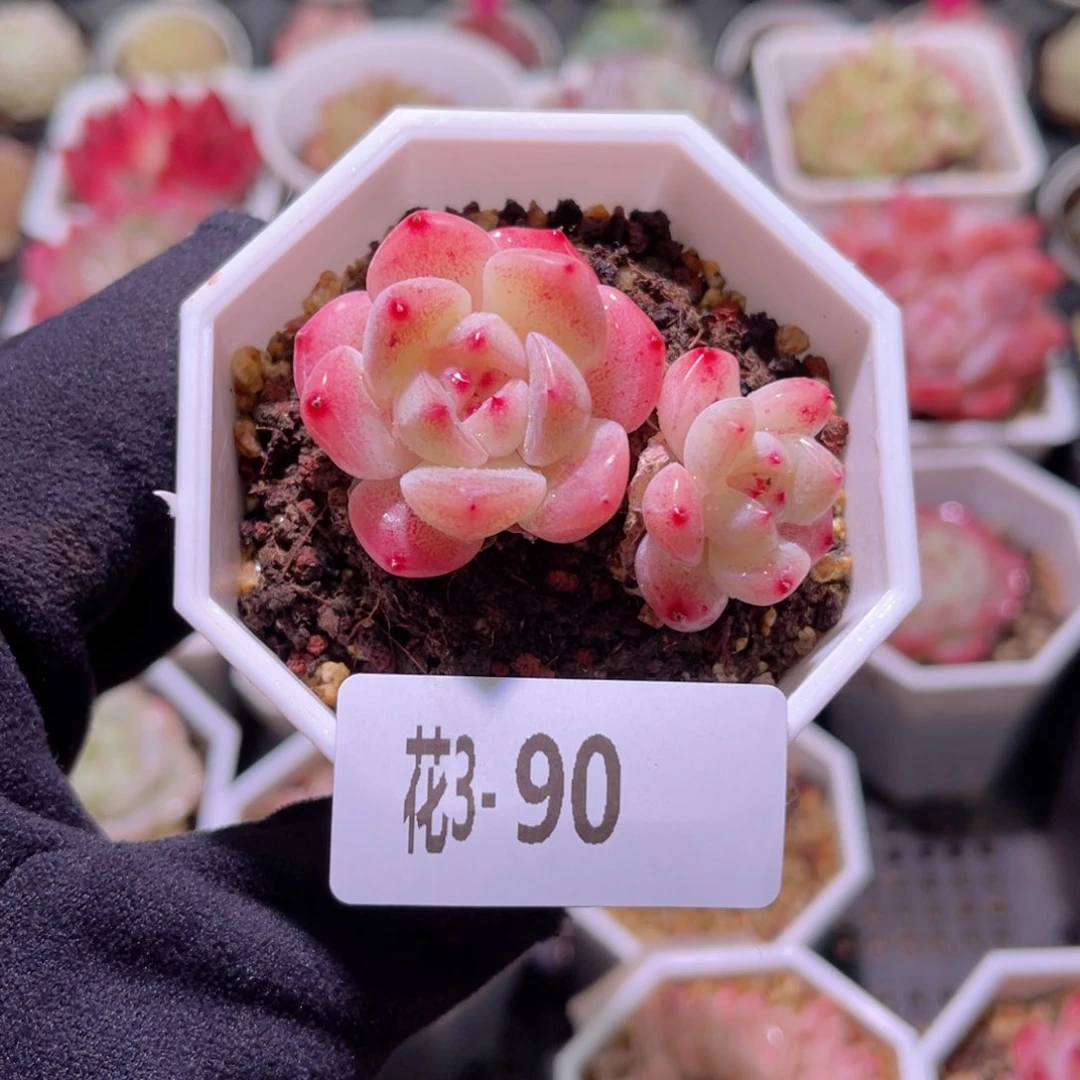 花利美3-90新品带仔