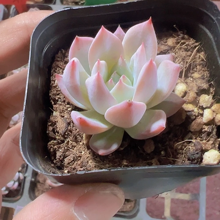 粉蓝鸟精品多肉植物