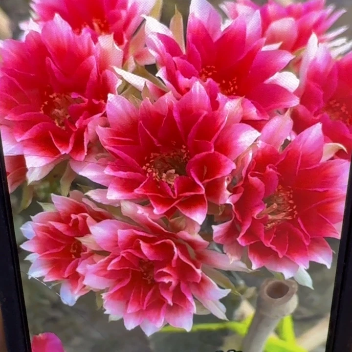 33丽花水花歪3公分左右无根侧牙，20包邮