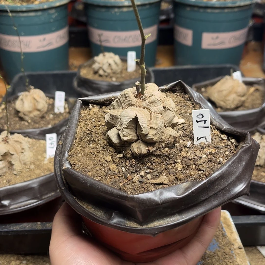 051南非块根龟甲龙