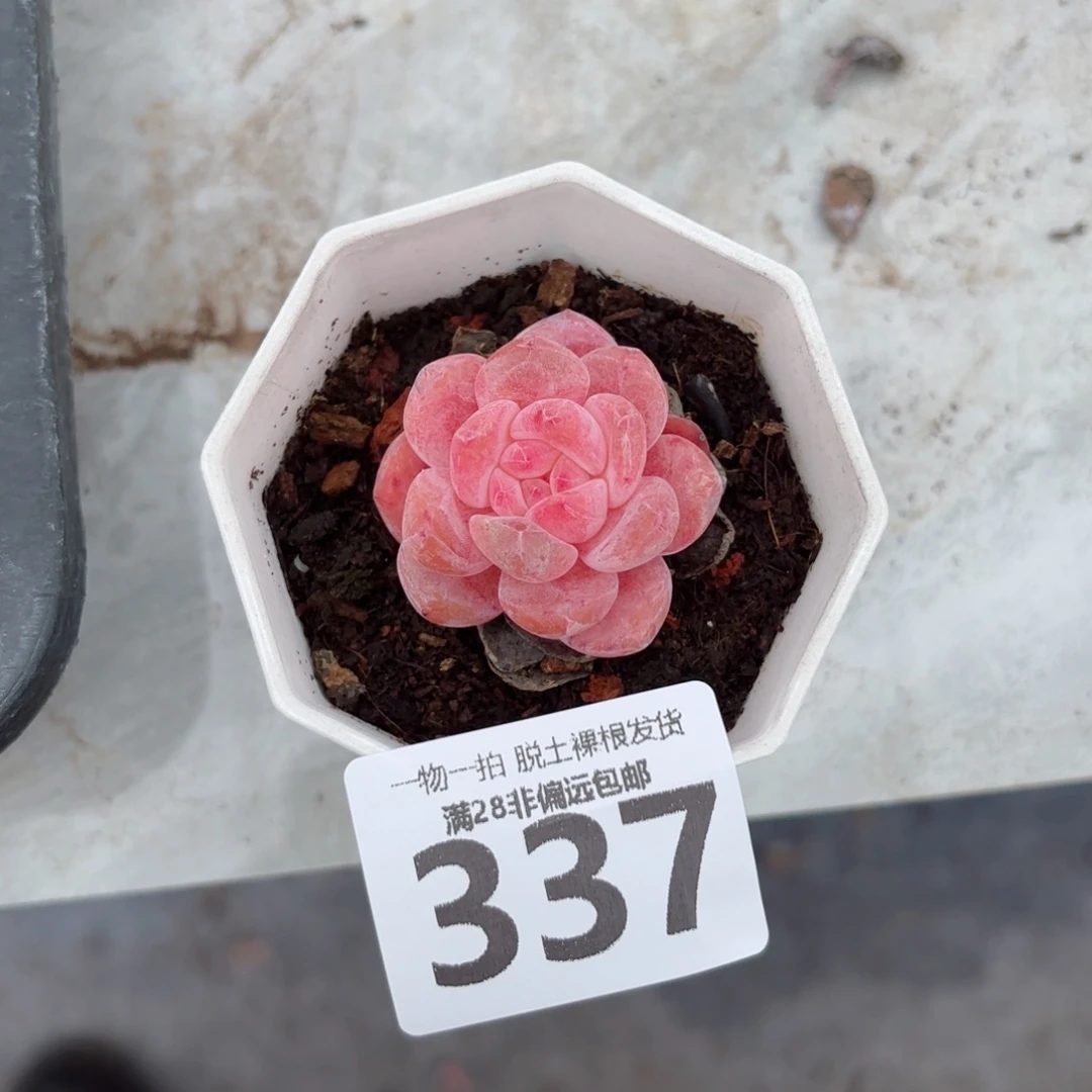 蜜桃橙单头无盆土发货