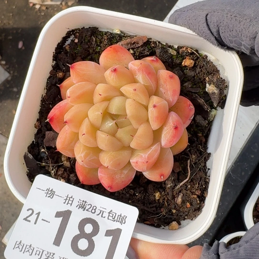 冰山珍妮无盆土发货无