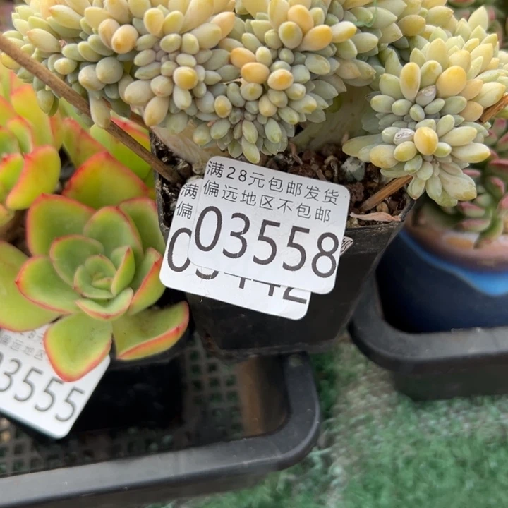 幸运的是我还在努力地