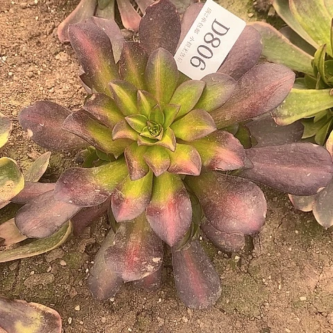 806美杜莎中斑多肉法师