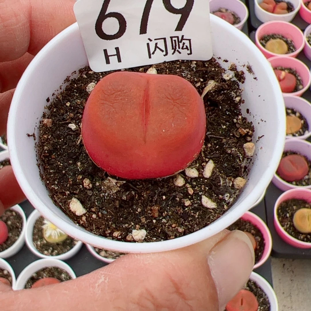 无花朵用****7我很喜欢这个H679