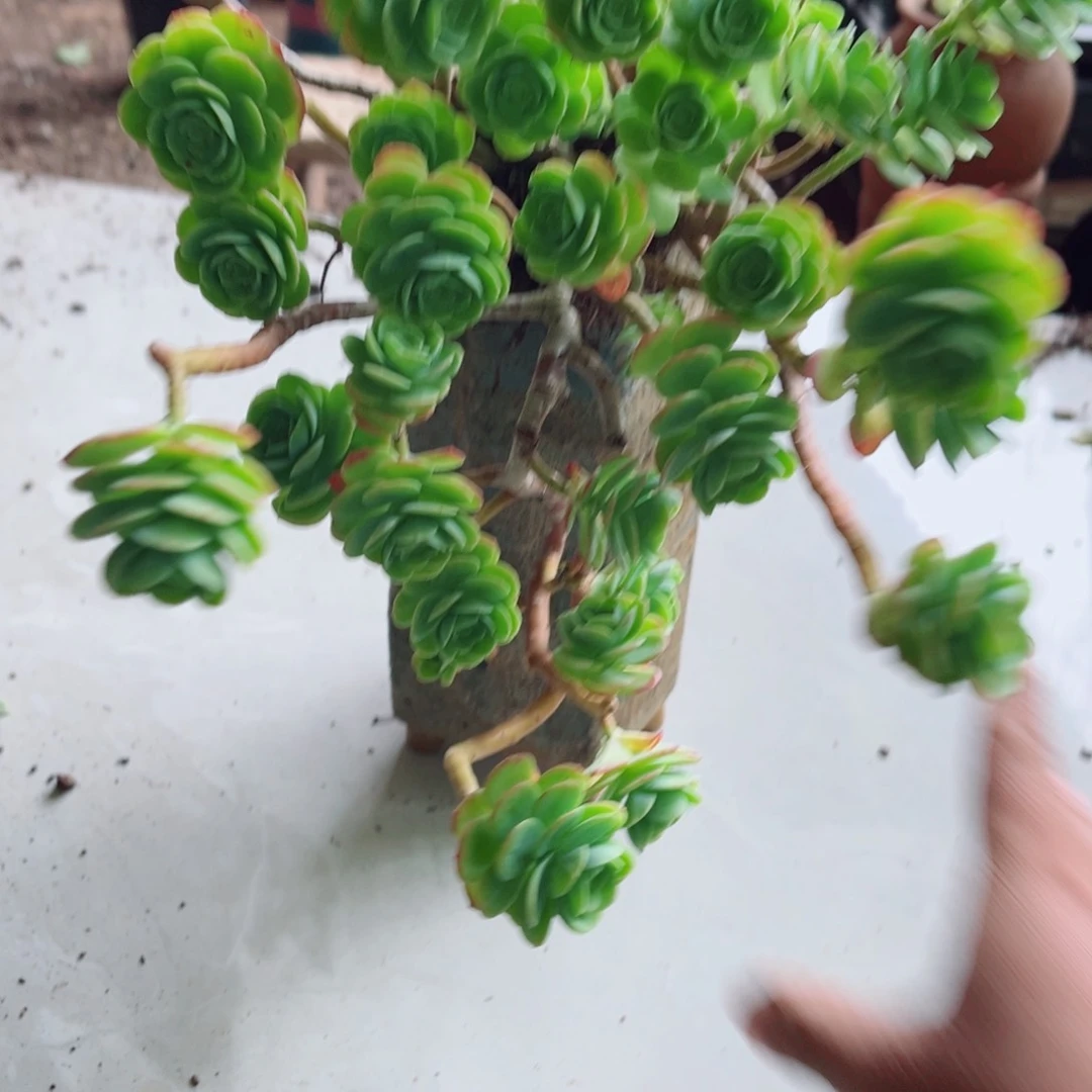 薄化妆一颗带土球