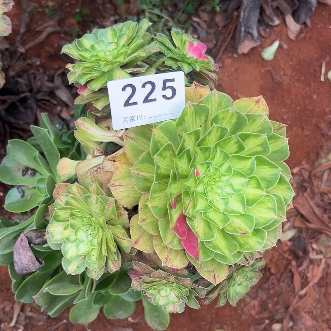 精品多肉植物225知否砍头
