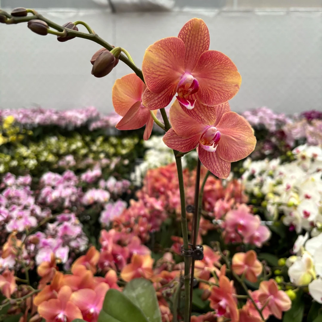 蝴蝶兰【彩月】稀有复古花色蜡质花耐养精致组盆室内带花带苞基地