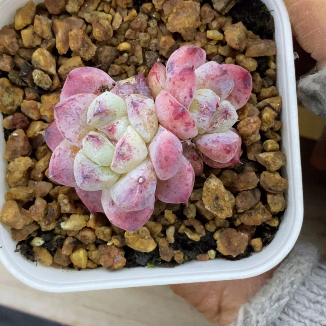 精品多肉一物拍不包整444