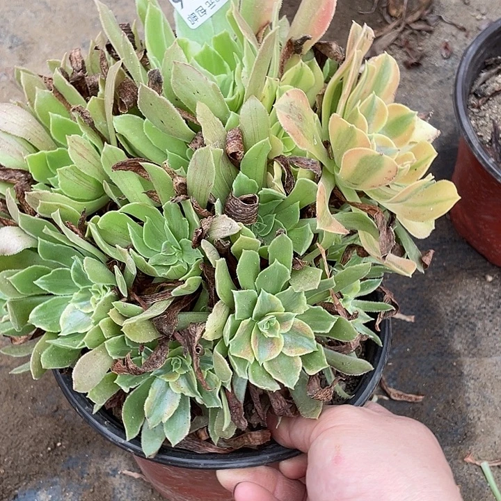 516光辉多肉植物法师