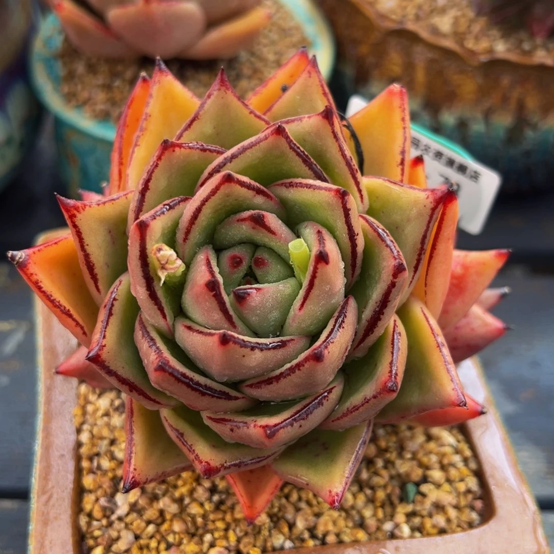 从前慢多肉精选编号0225.73