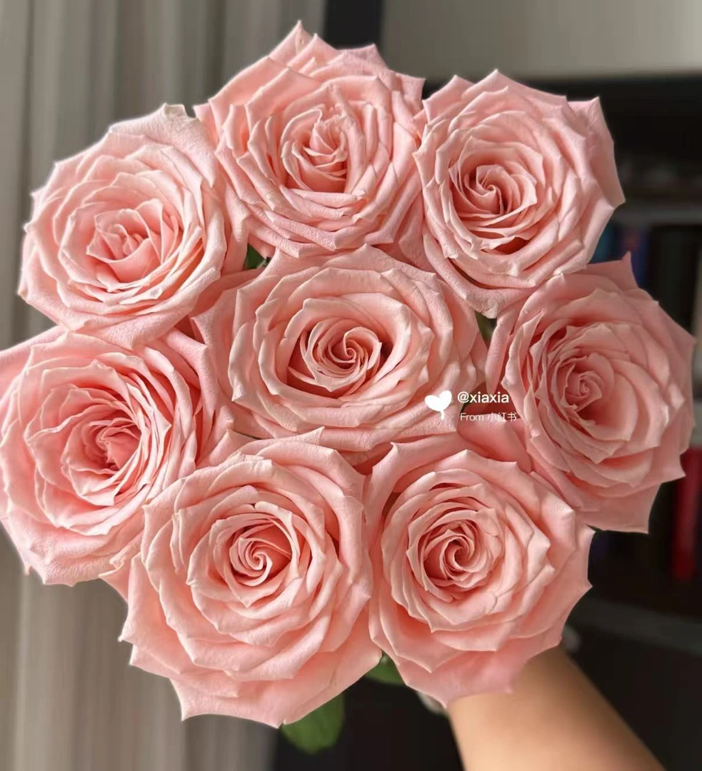 杏仁奶糖家养云南鲜切花高级感批发真花家用水养瓶插室内白色花