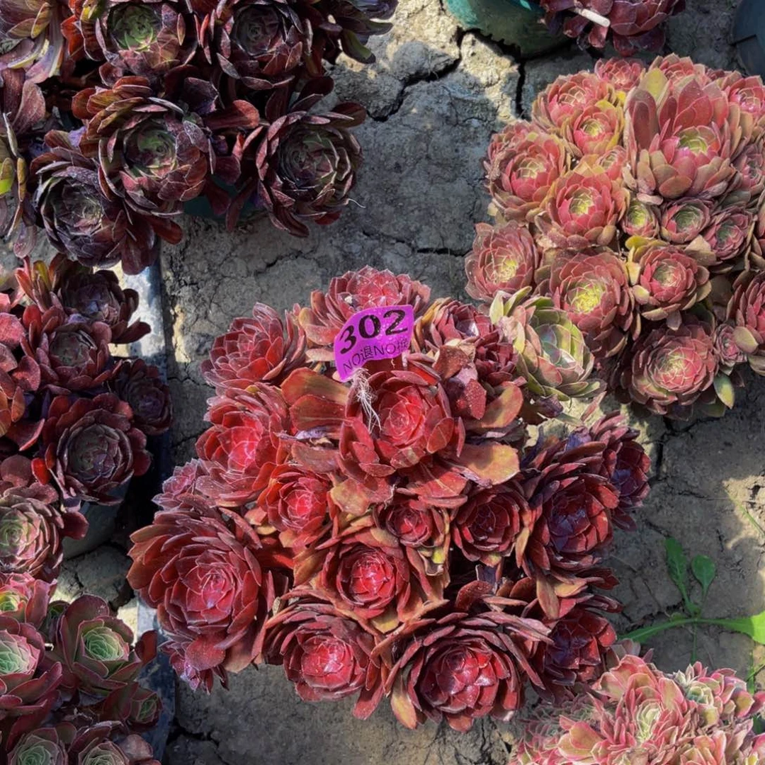 千面男爵法师6-6，