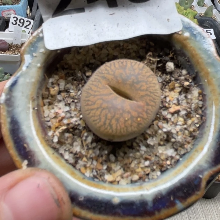 完全开放243母本紫勋带盆