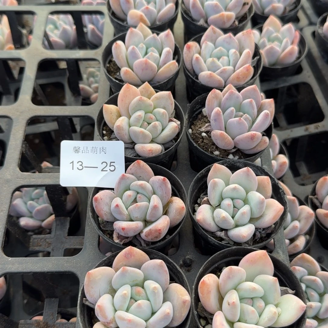 红尖美人十棵量拍发货13-25