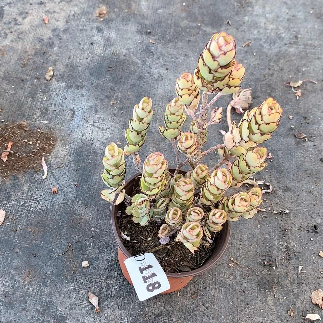 娄****馆118锦绣牡丹多肉植物