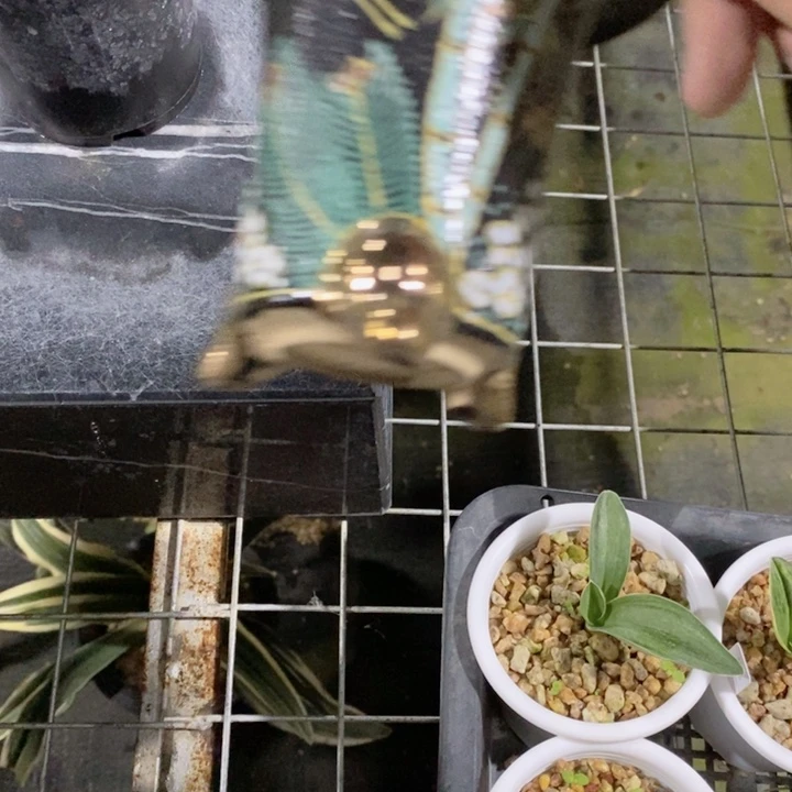 色***下无花朵xkxjxjjxjxjxjjxjxjx