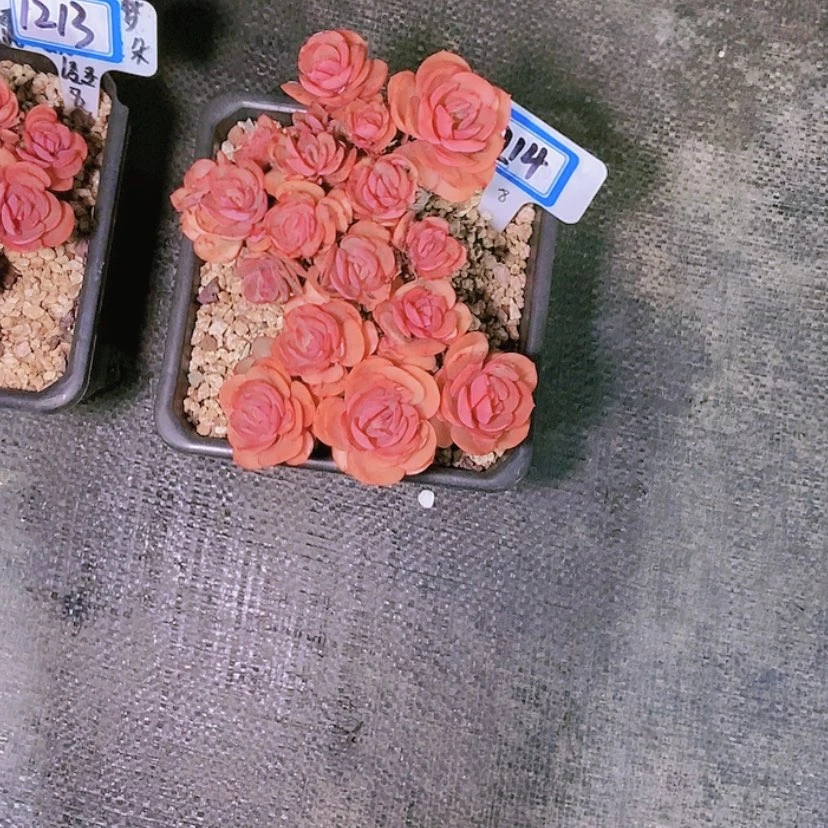 【闪购商品】美*1214