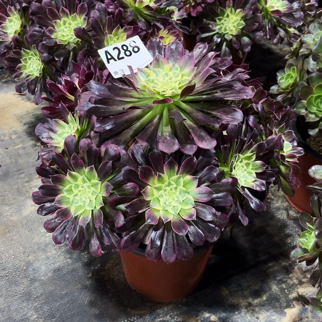 多肉植物天合288多肉