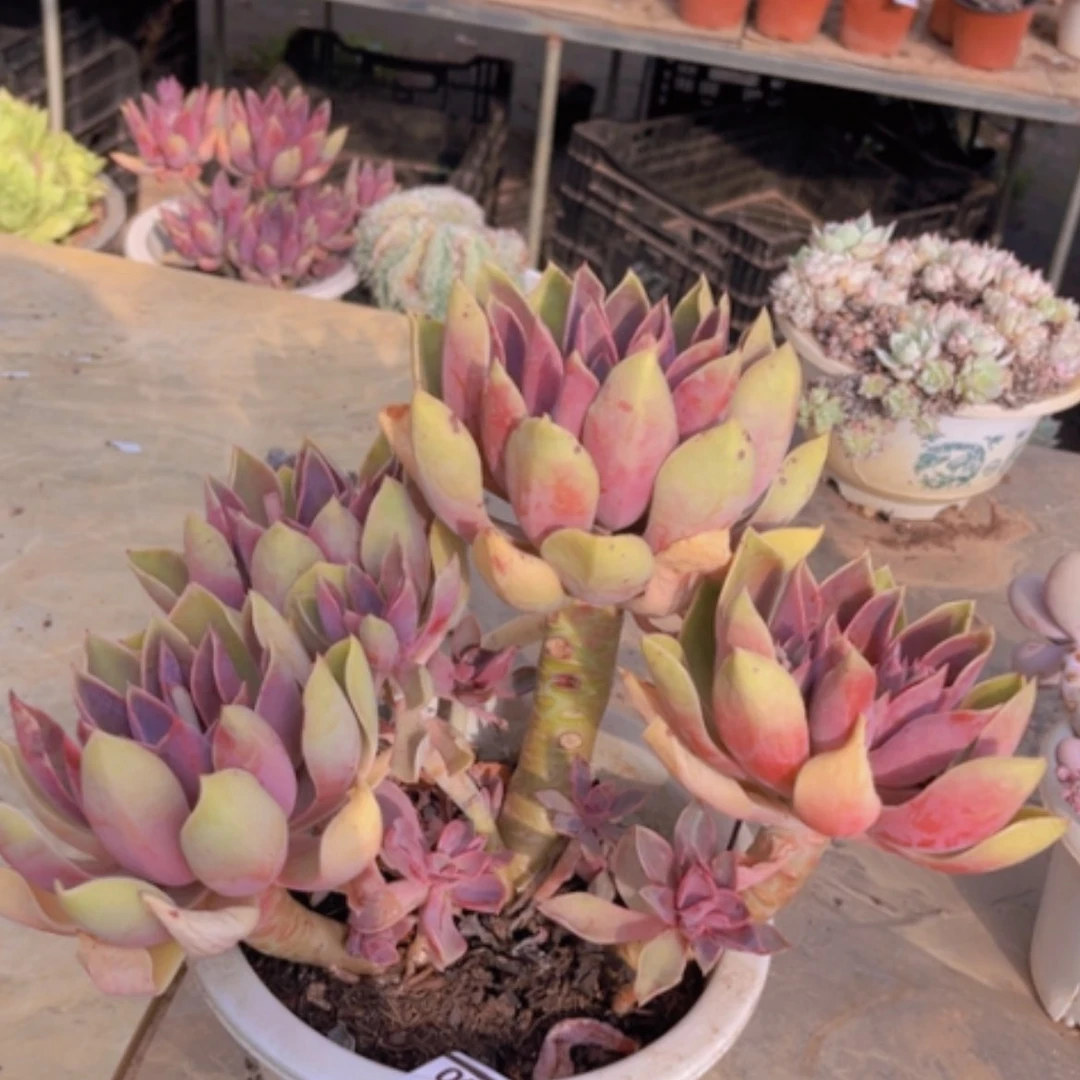 【闪购商品】紫气东来09140