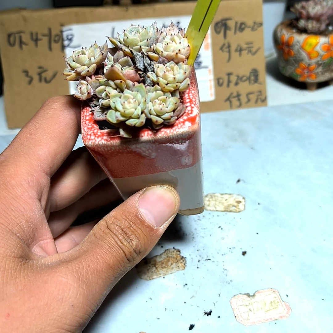 满6元包邮，沙罗姬多头21号