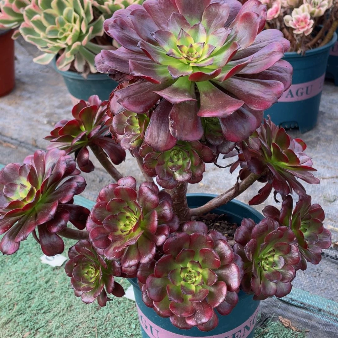 139美姬精品法师多肉