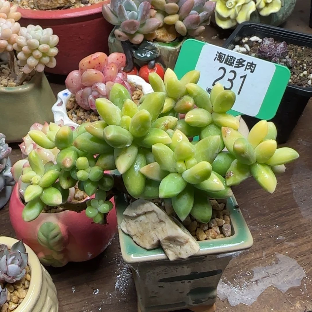 喵多肉植物1111111111