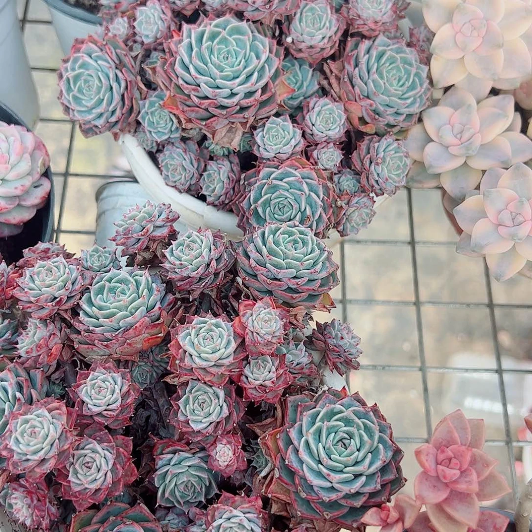 海滨格瑞带盆土精品特价