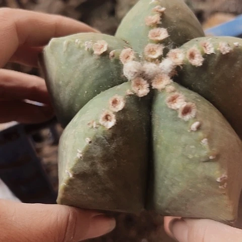 722仙人球福利来啦