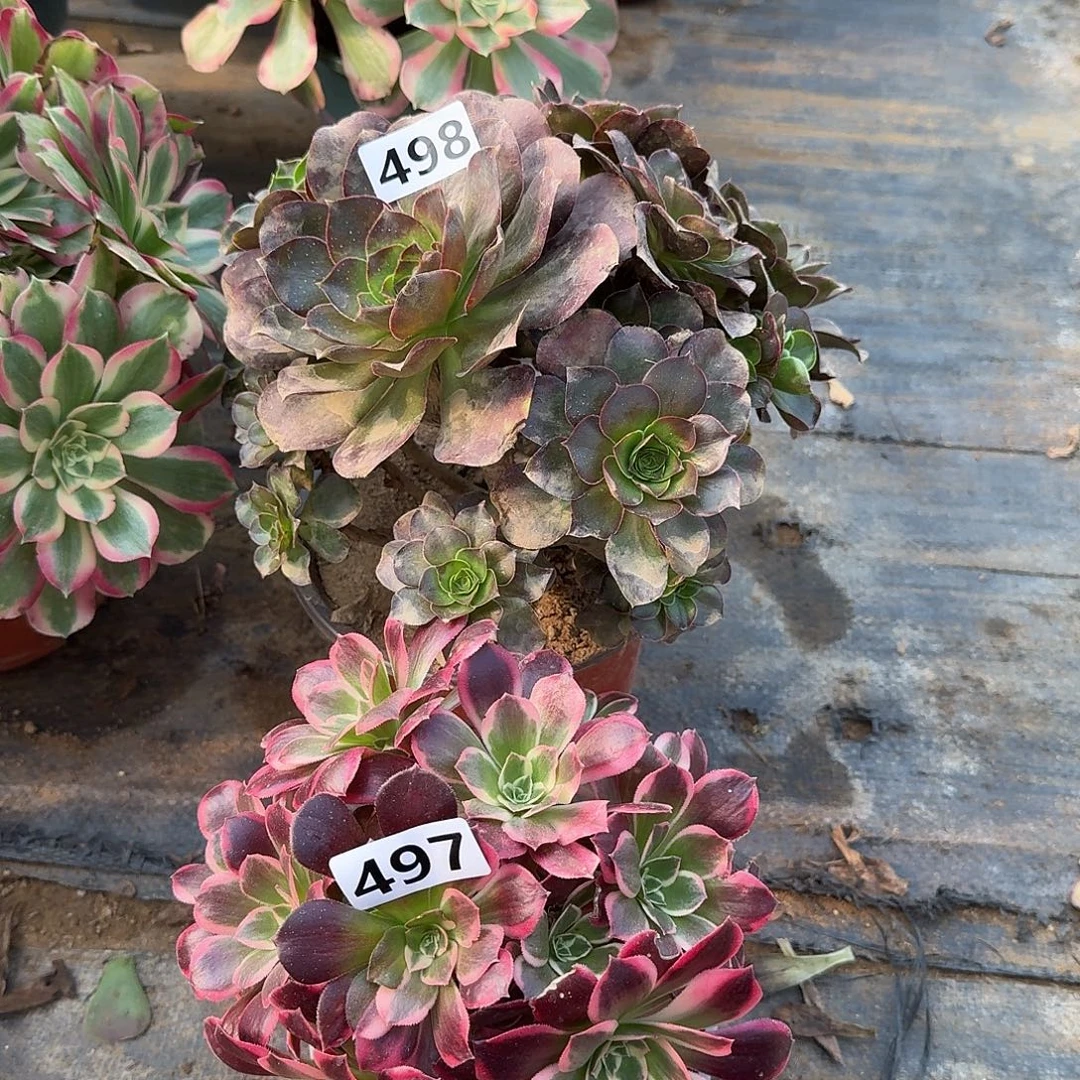 砍头群 2个497号498号