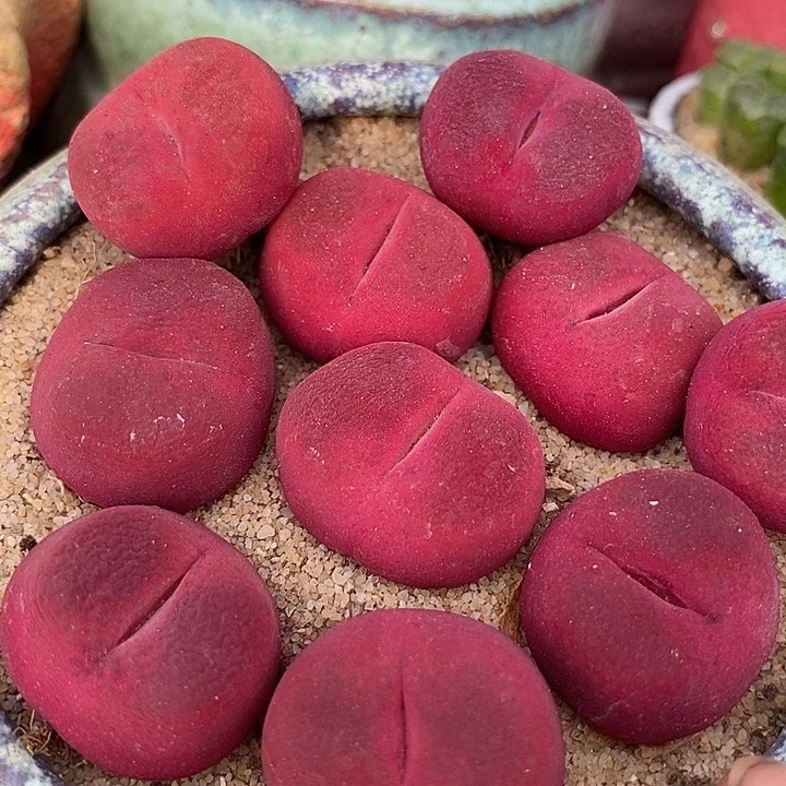 超绒红蟠桃一颗   买2送1