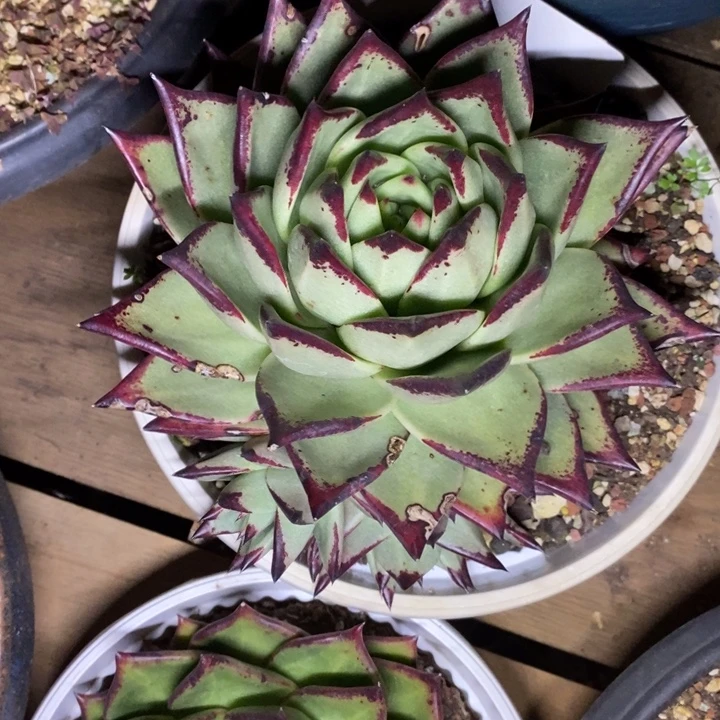 多肉植物乌木包子