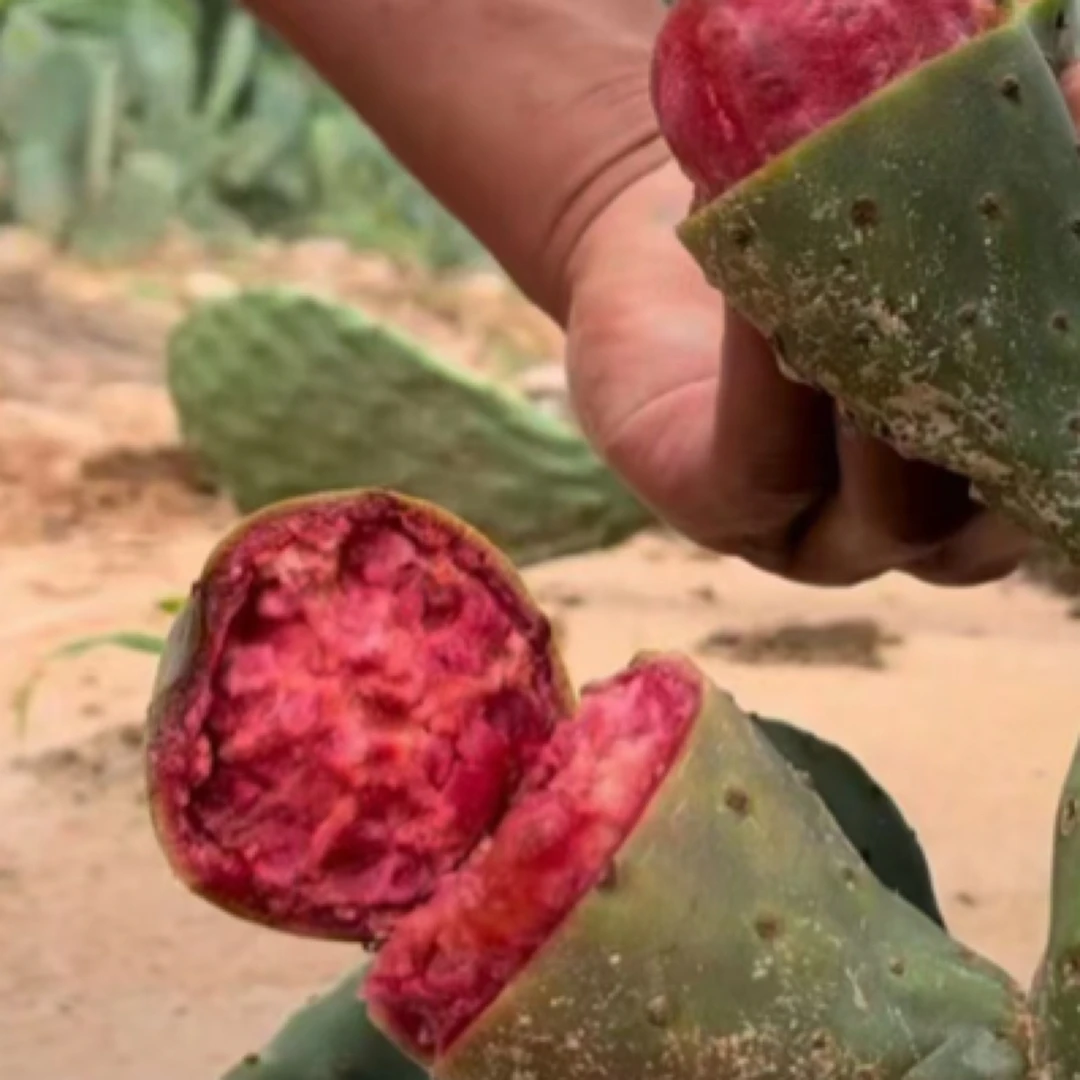 大红果云钻仙人掌种植片