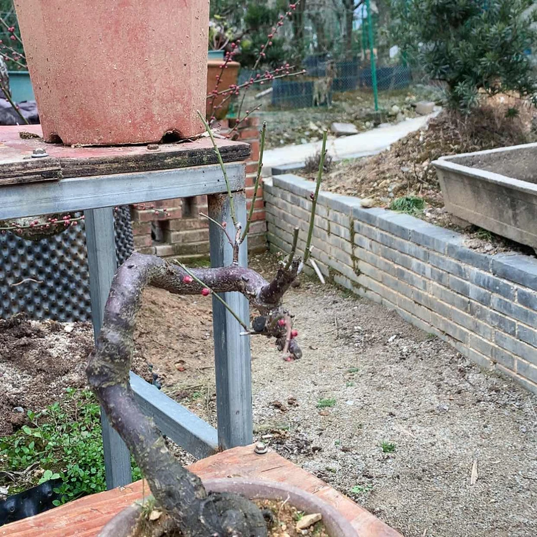 【闪购商品】梅花骨红。