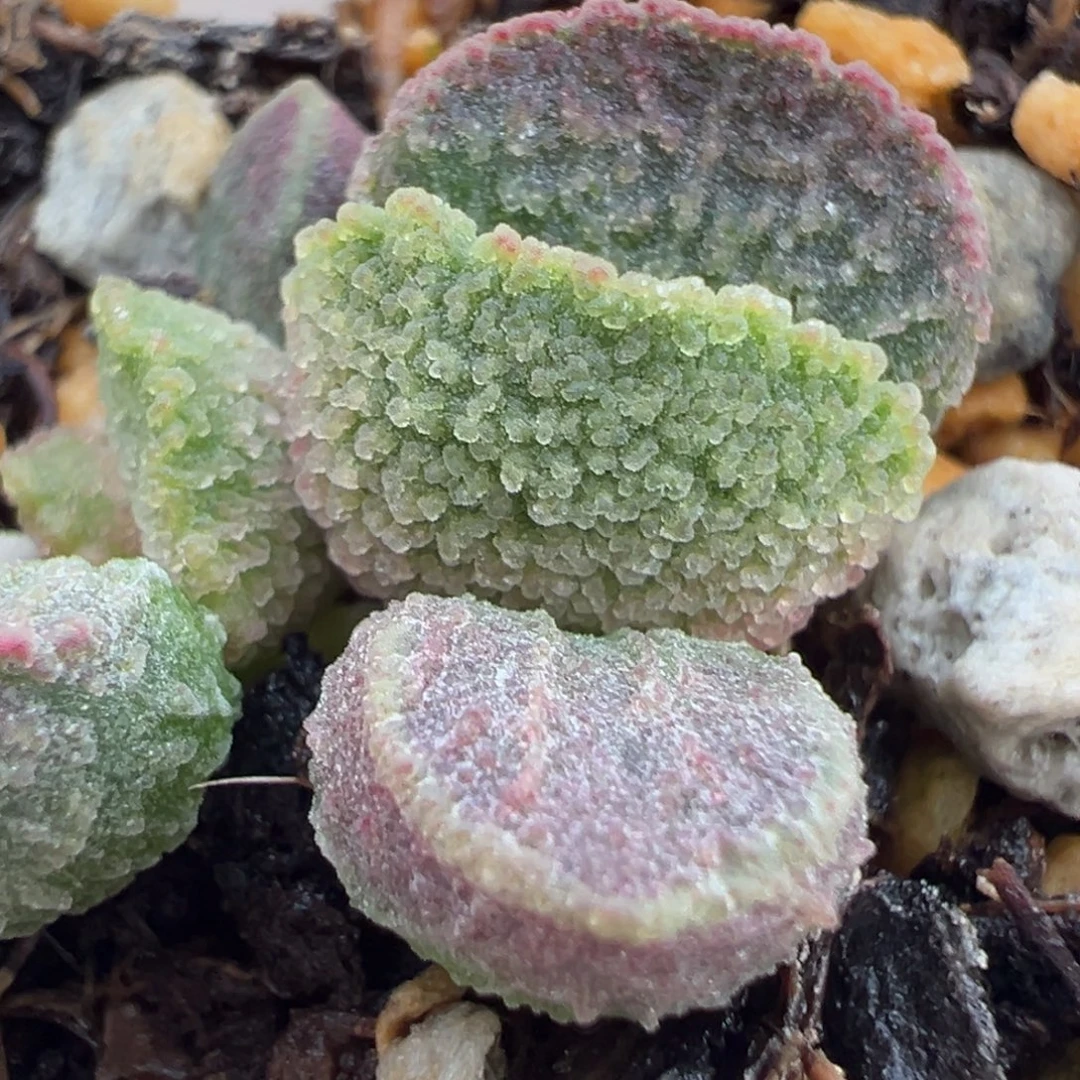 实生新品多肉植物水泡多肉植物