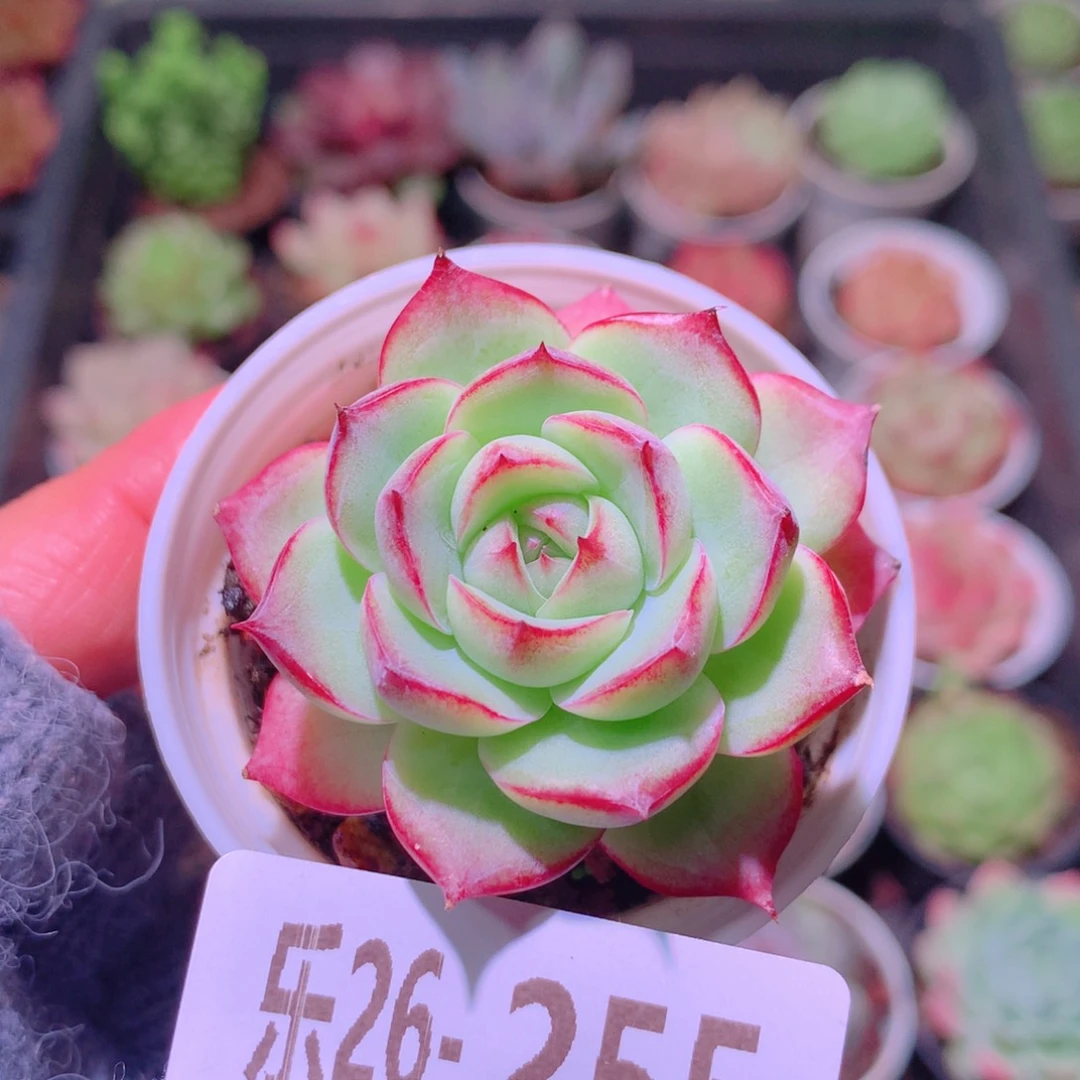 乐然26-255 新品单头