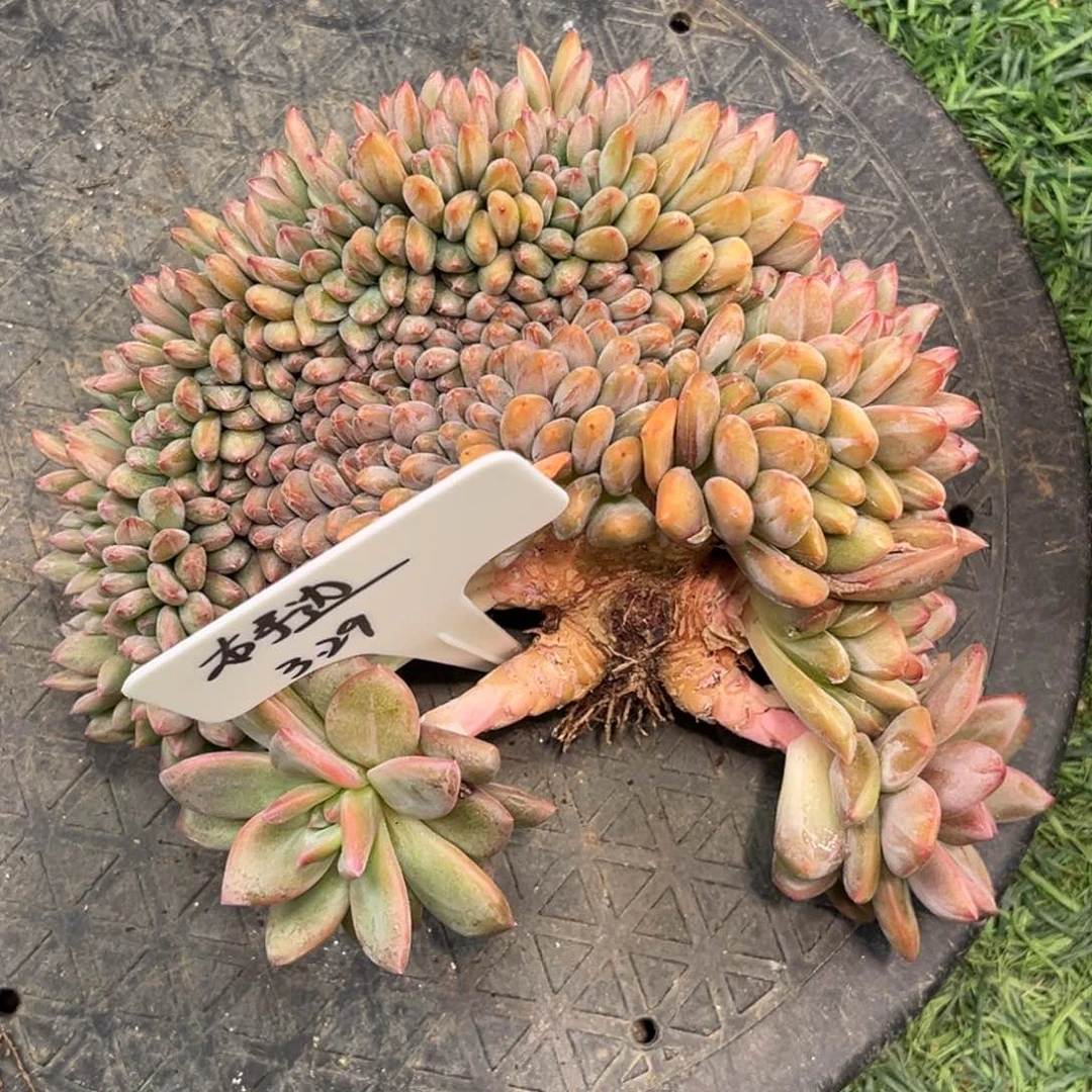 右*边右姐多肉植物