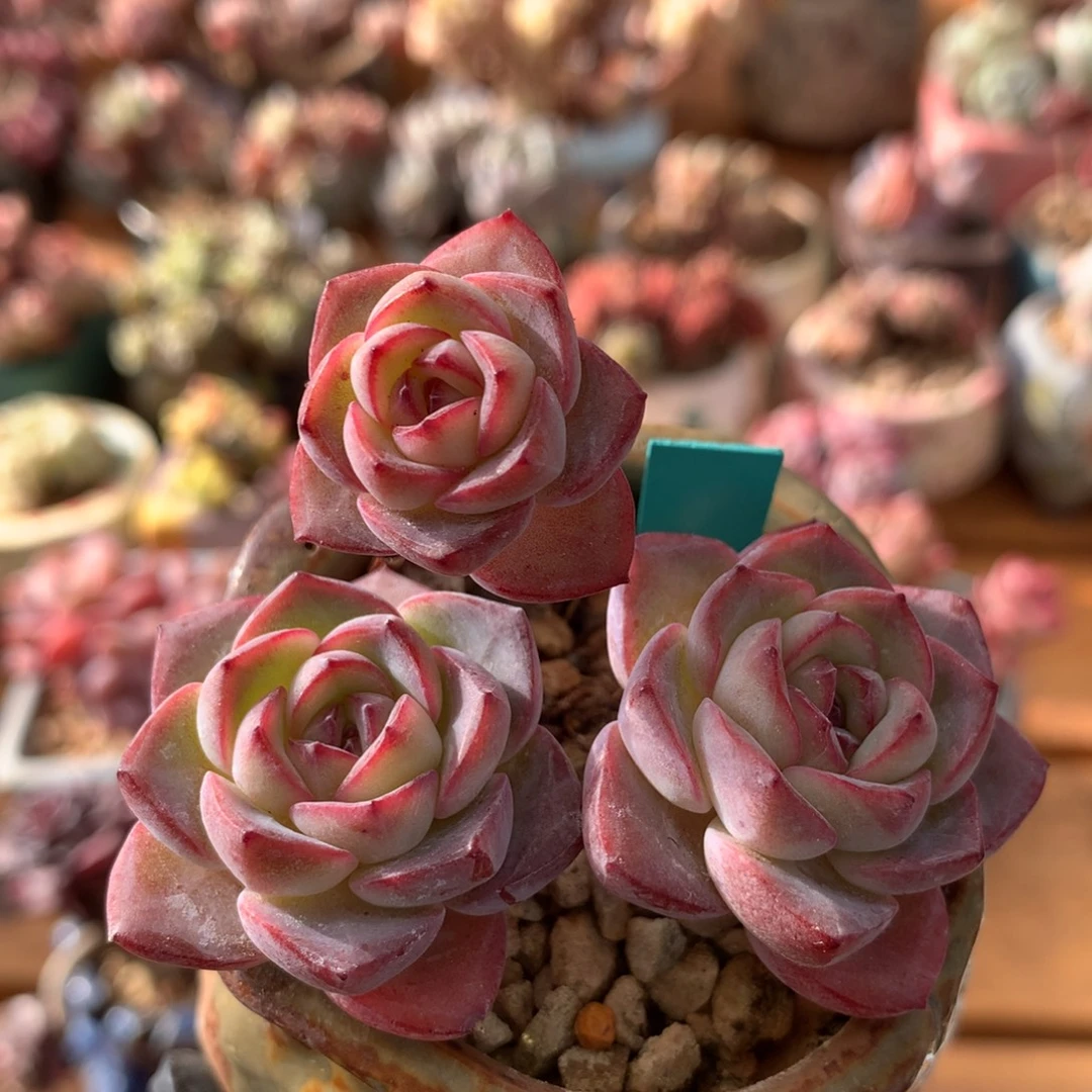 杂交一物一拍 060