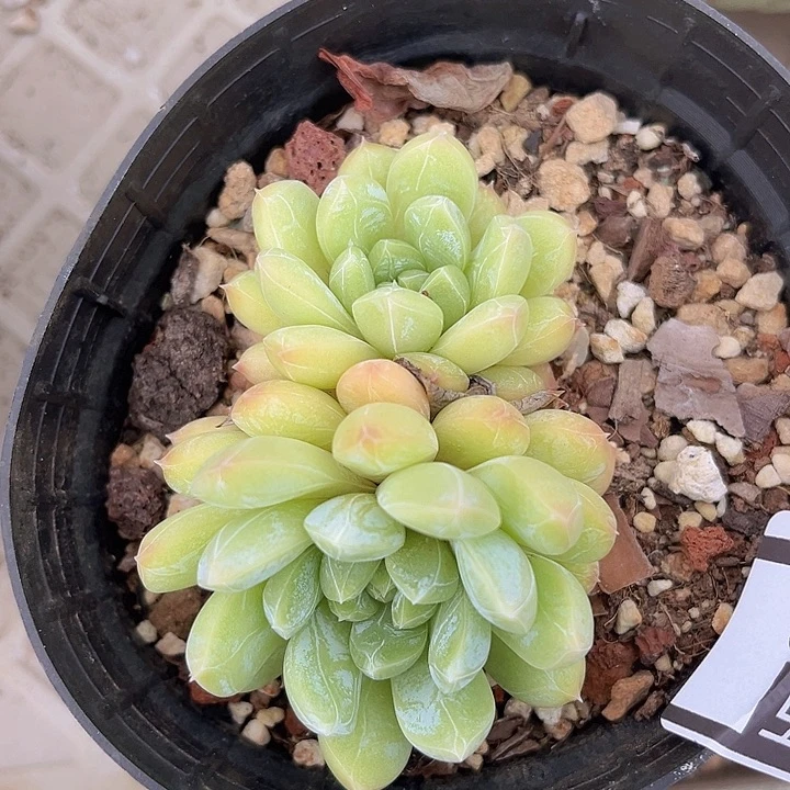 百达翡翠1168多肉植物