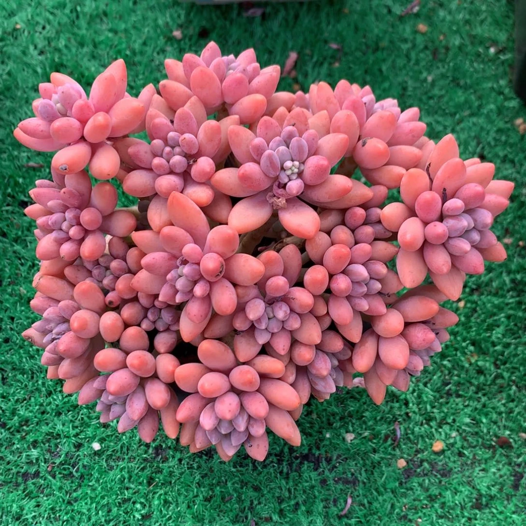 星黛露老桩一物一拍