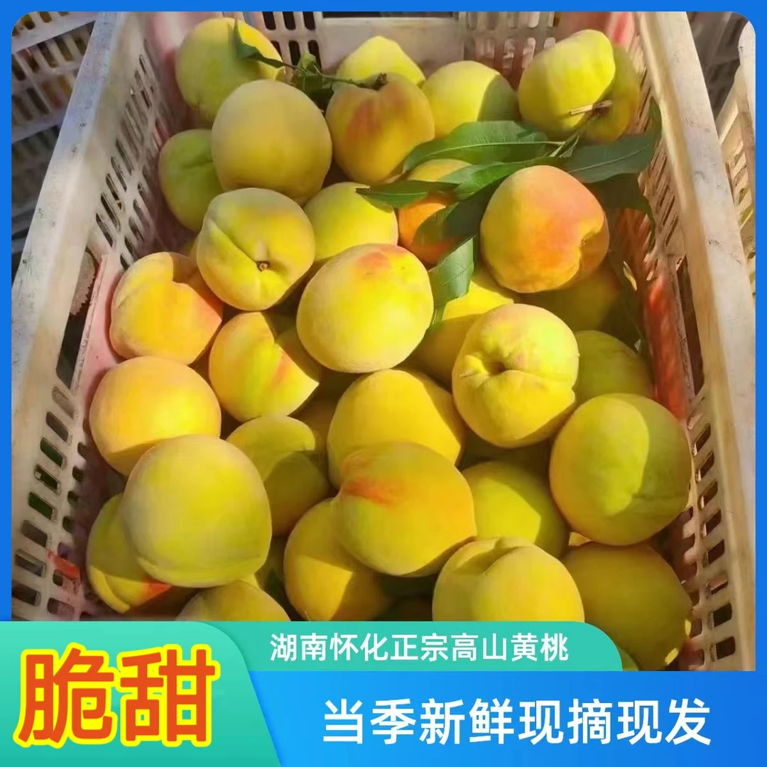【现摘现发】湖南怀化正宗高山锦绣黄桃当季应季新鲜水果露天黄桃子