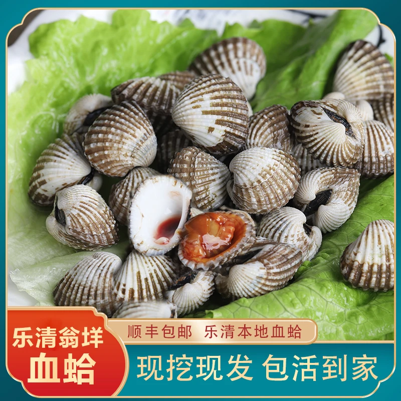 当天捕捞乐清花蛤血蛤温州乐清本地活蛤贝类水产海鲜司蛤