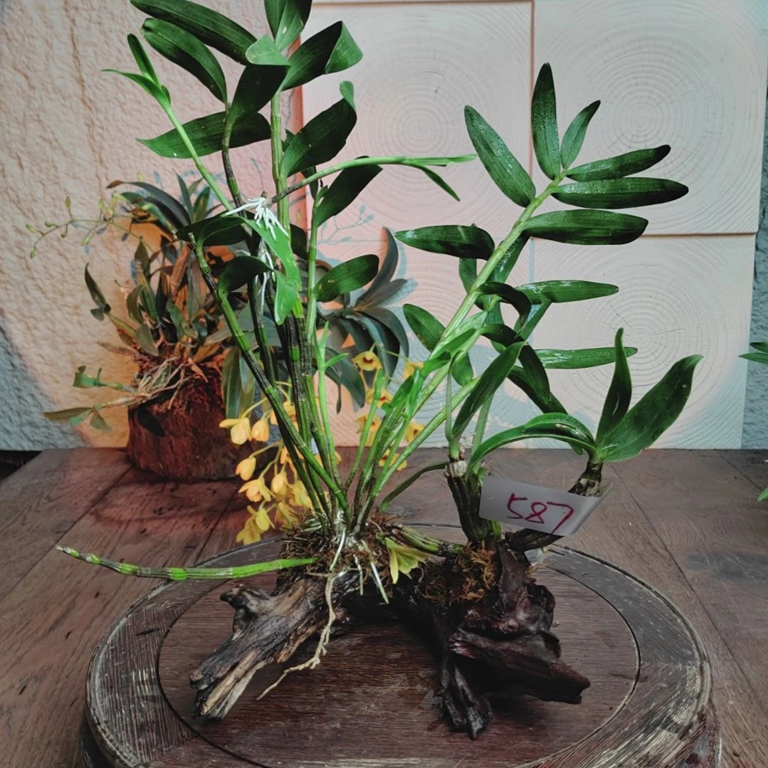 全部花朵587翅梗，黄橙花