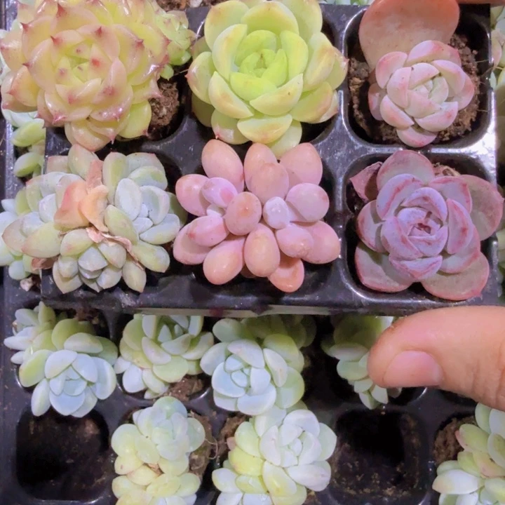 1号六颗组合一组5.99