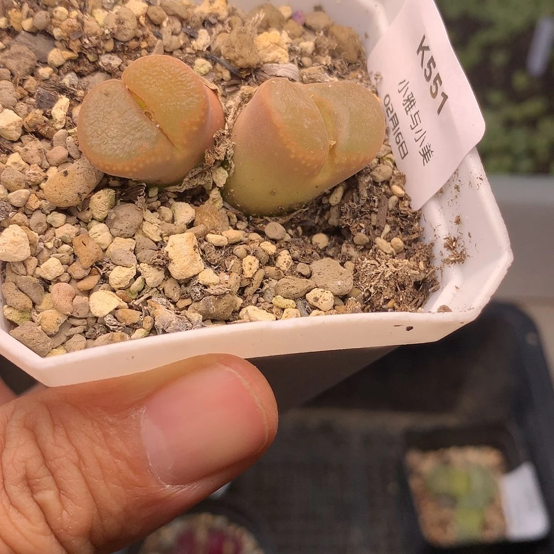 K551多肉植物保护