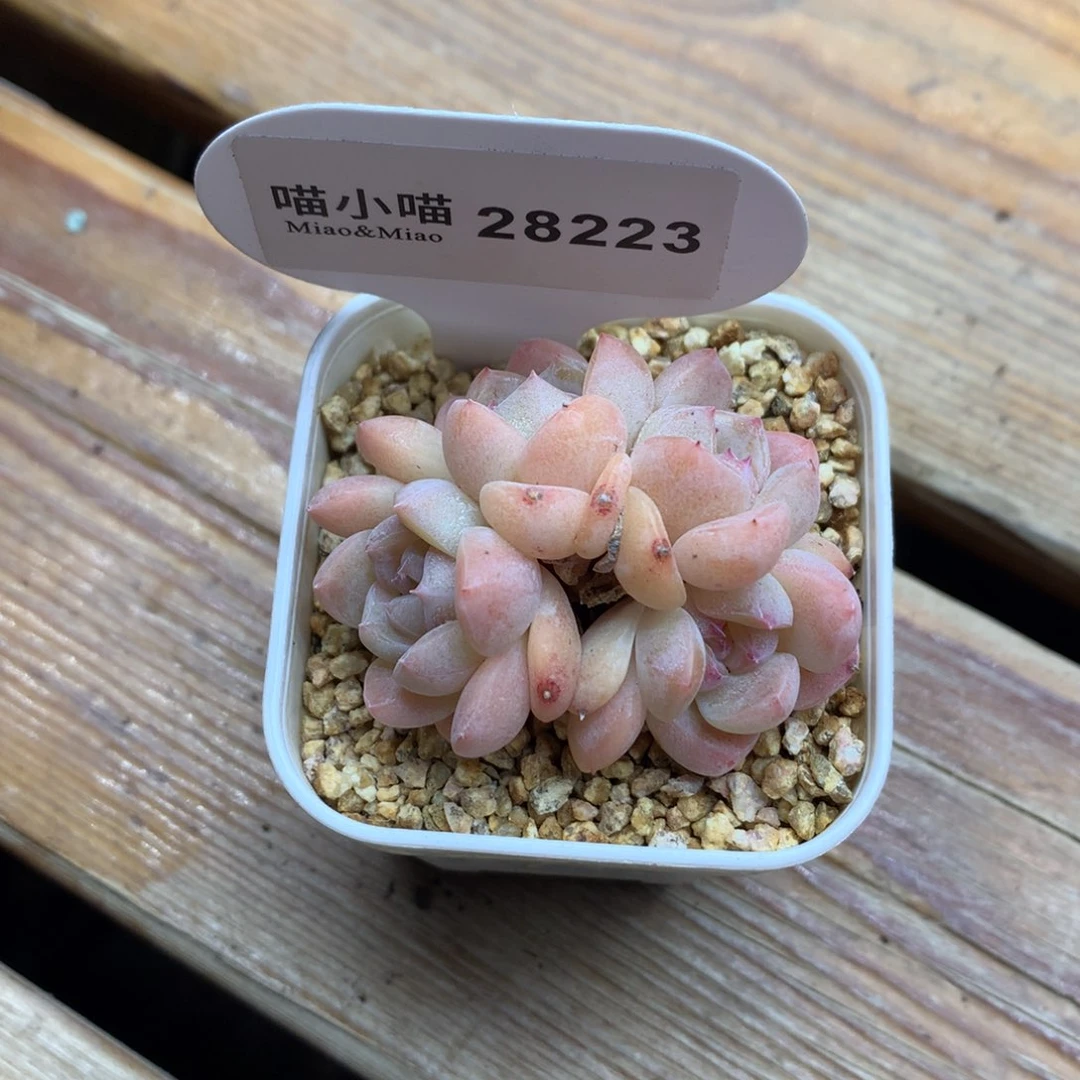 早****紧多肉植物糖心珍妮