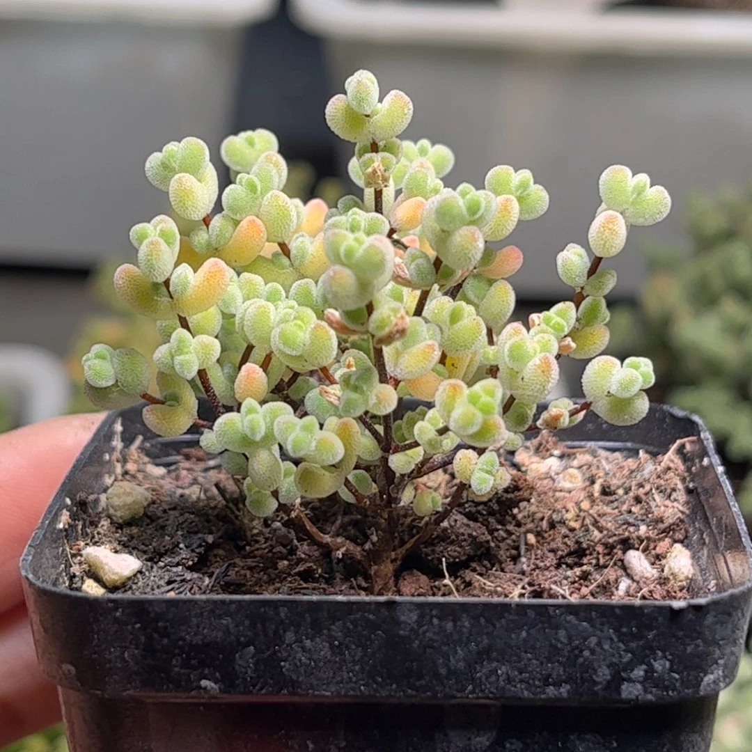 31实生奶油莱斯优选