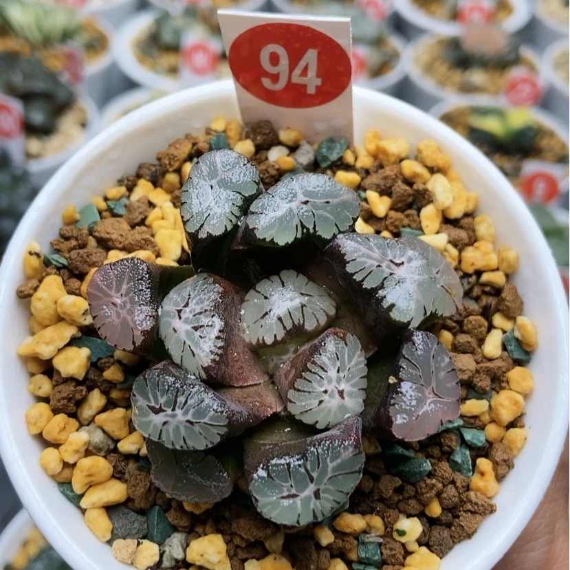 【闪购商品】94丹顶万象