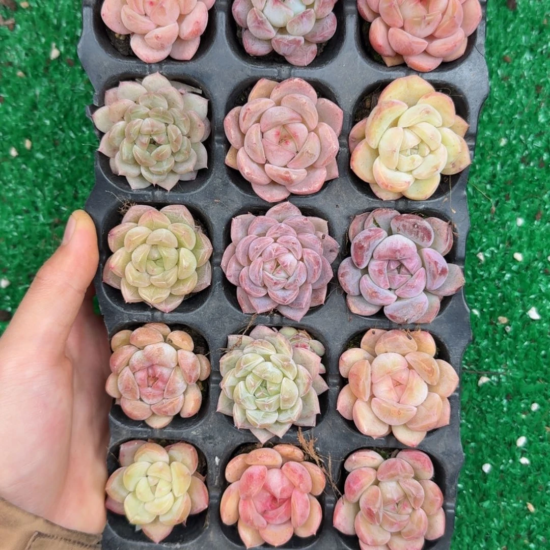 多肉一物一拍13-77