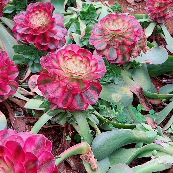 荔枝无根多肉植物大战